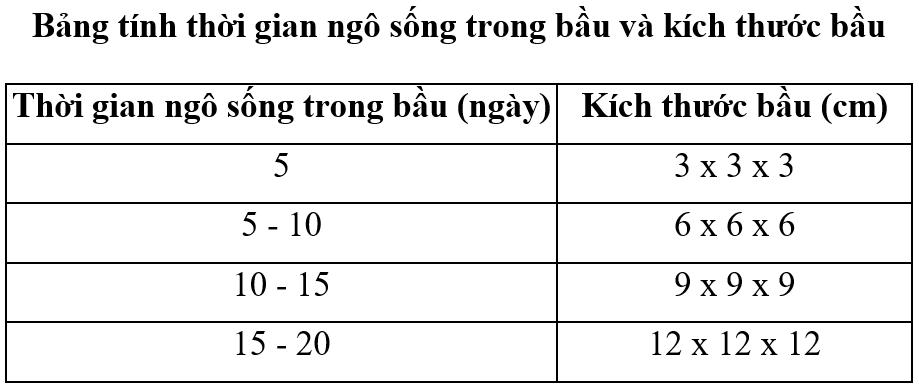 trồng ngô bầu 4_1672282091.png